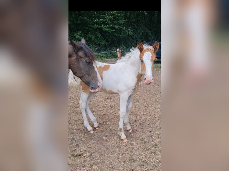 Pintos Mix Merrie 3 Jaar 155 cm Gevlekt-paard in Storkow