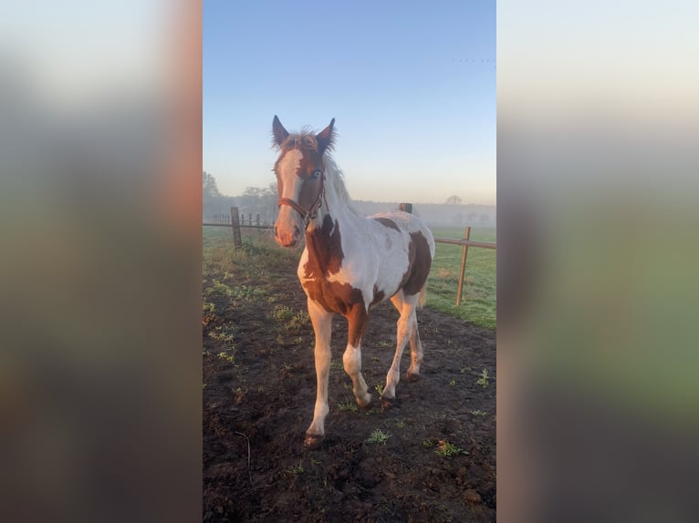 Pintos Mix Merrie 3 Jaar 155 cm Gevlekt-paard in Storkow