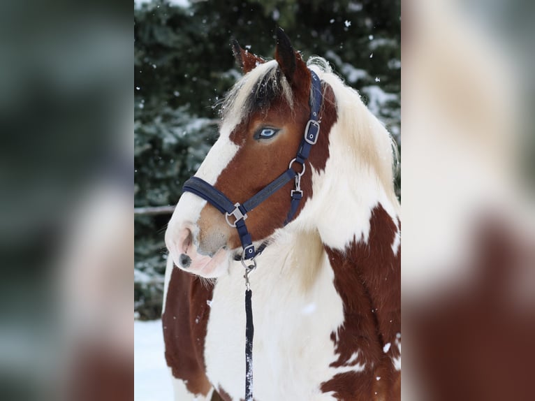 Pintos Mix Merrie 3 Jaar 155 cm Gevlekt-paard in Storkow