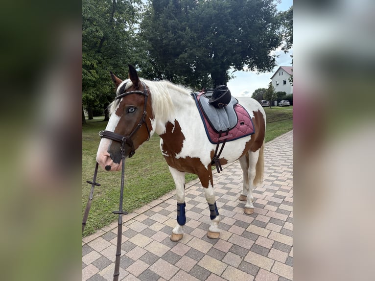 Pintos Mix Merrie 3 Jaar 155 cm Gevlekt-paard in Storkow