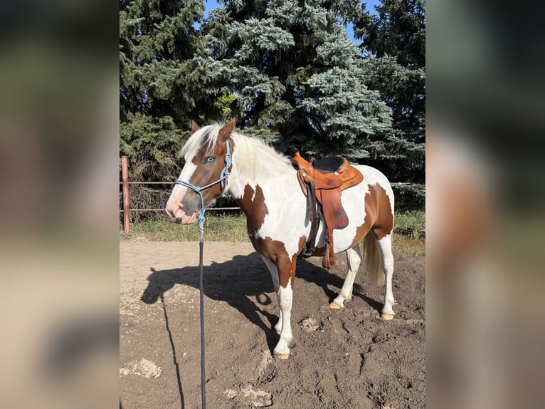 Pintos Mix Merrie 3 Jaar 155 cm Gevlekt-paard in Storkow