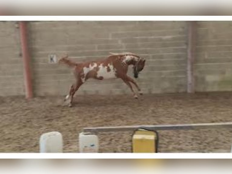 Pintos Merrie 3 Jaar 155 cm Gevlekt-paard in Les Essarts-le-Vicomte
