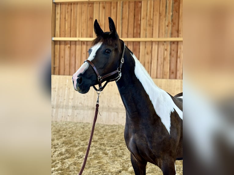 Pintos Merrie 3 Jaar 165 cm Gevlekt-paard in Mold