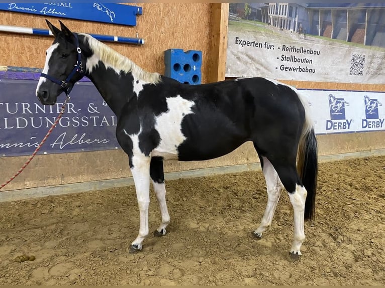 Pintos Merrie 3 Jaar 168 cm Gevlekt-paard in Salzbergen