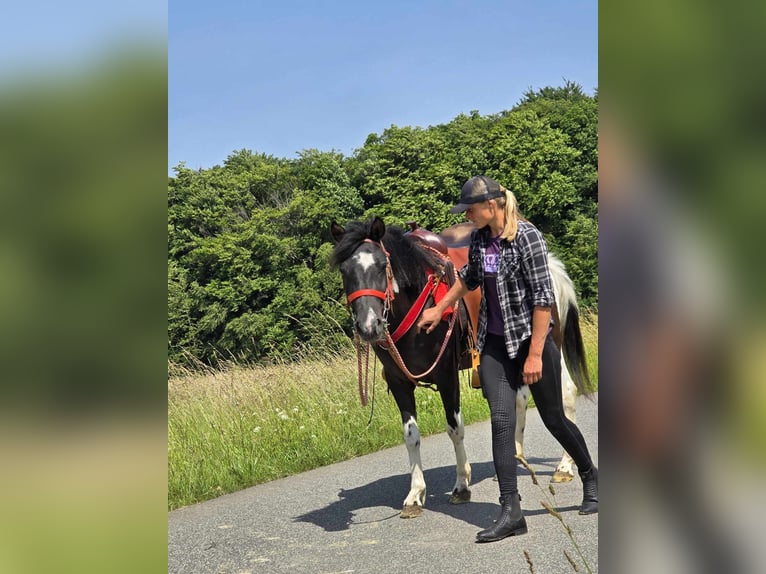 Pintos Merrie 4 Jaar 136 cm Gevlekt-paard in Linkenbach