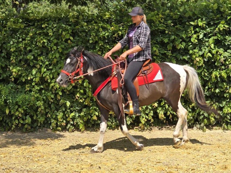 Pintos Merrie 4 Jaar 136 cm Gevlekt-paard in Linkenbach