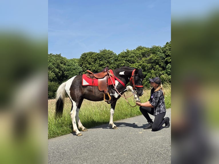 Pintos Merrie 4 Jaar 136 cm Gevlekt-paard in Linkenbach