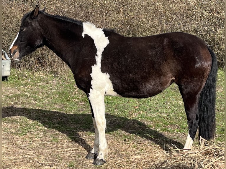 Pintos Merrie 4 Jaar 147 cm Gevlekt-paard in Parchim