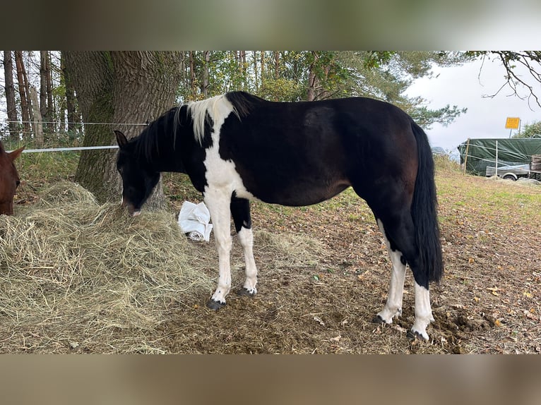 Pintos Merrie 4 Jaar 147 cm Gevlekt-paard in Parchim