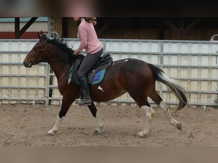 Pintos Merrie 4 Jaar 152 cm Gevlekt-paard in Rudersdorf