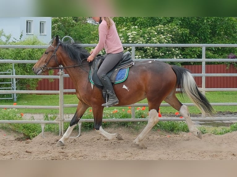 Pintos Merrie 4 Jaar 152 cm Gevlekt-paard in Rudersdorf
