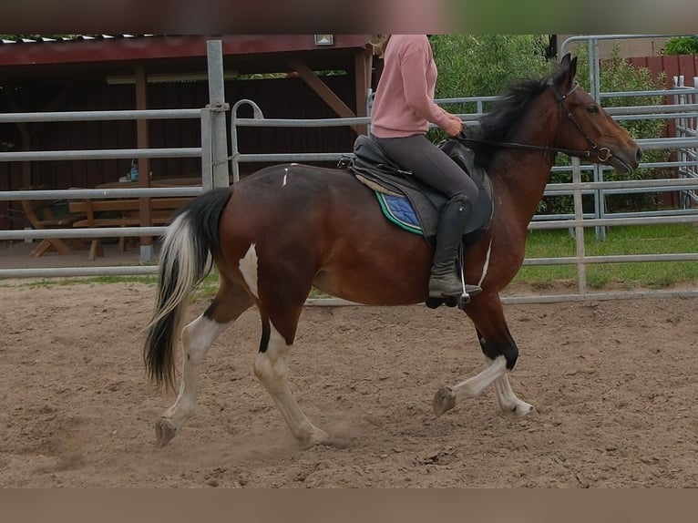 Pintos Merrie 4 Jaar 152 cm Gevlekt-paard in Rudersdorf