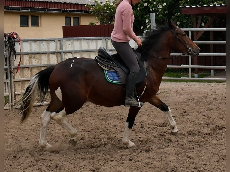 Pintos Merrie 4 Jaar 152 cm Gevlekt-paard in Rudersdorf