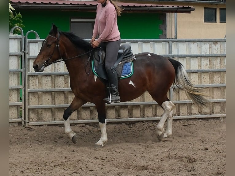 Pintos Merrie 4 Jaar 152 cm Gevlekt-paard in Rudersdorf
