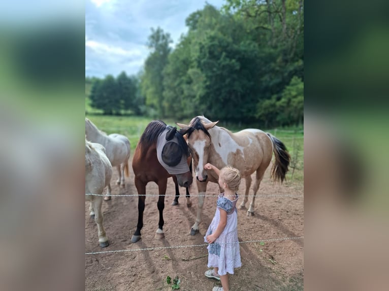 Pintos Mix Merrie 4 Jaar 153 cm Gevlekt-paard in Uslar