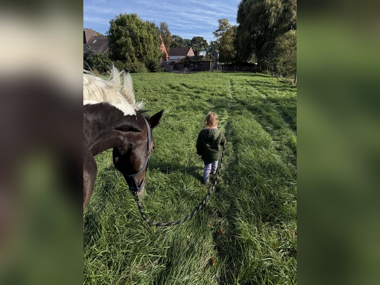 Pintos Merrie 4 Jaar 153 cm Gevlekt-paard in Schee&#xDF;el