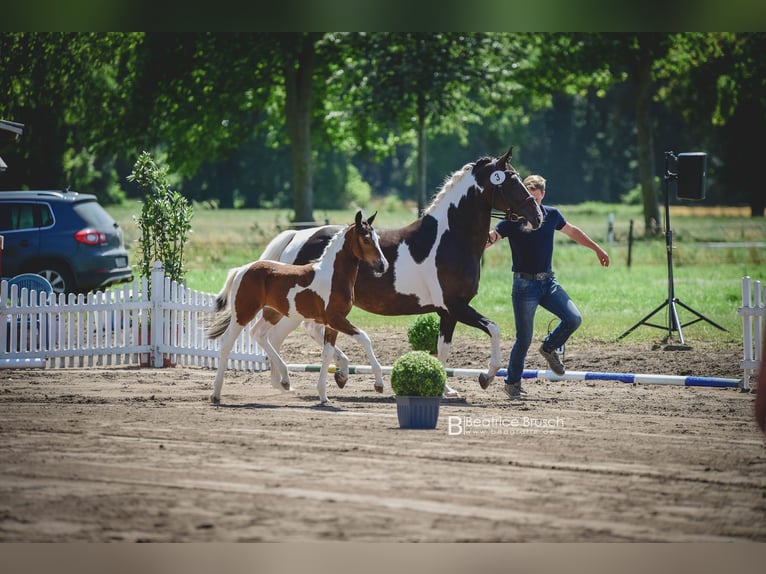 Pintos Merrie 4 Jaar 153 cm Gevlekt-paard in Schee&#xDF;el