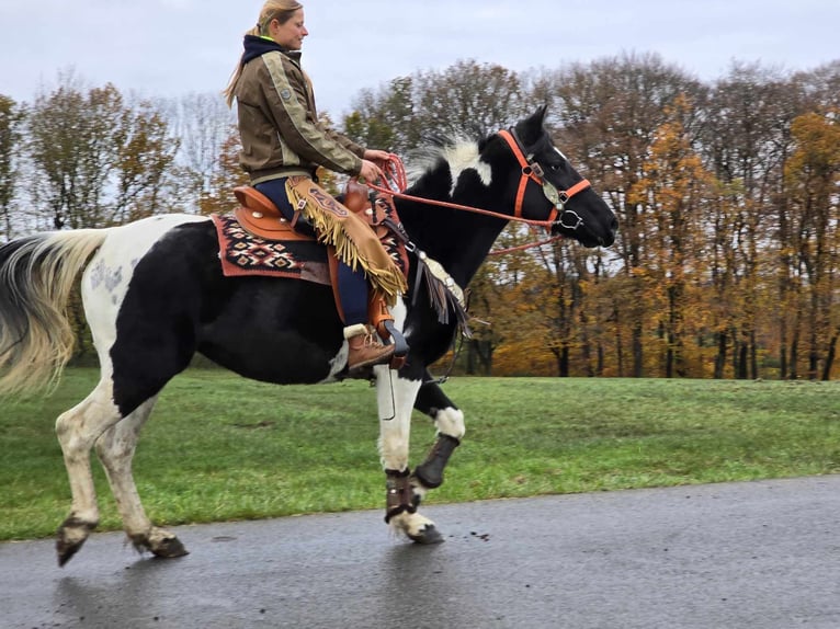 Pintos Merrie 4 Jaar 154 cm Gevlekt-paard in Linkenbach