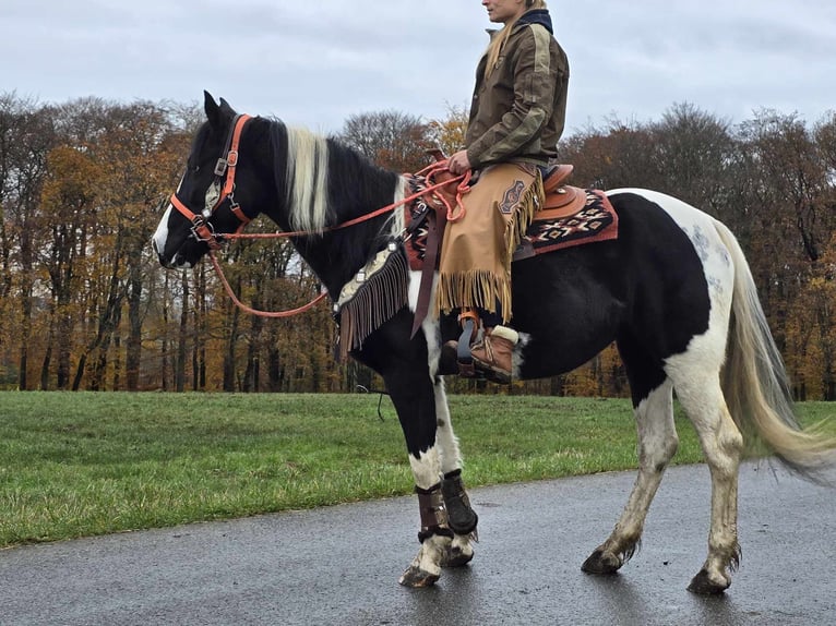 Pintos Merrie 4 Jaar 154 cm Gevlekt-paard in Linkenbach