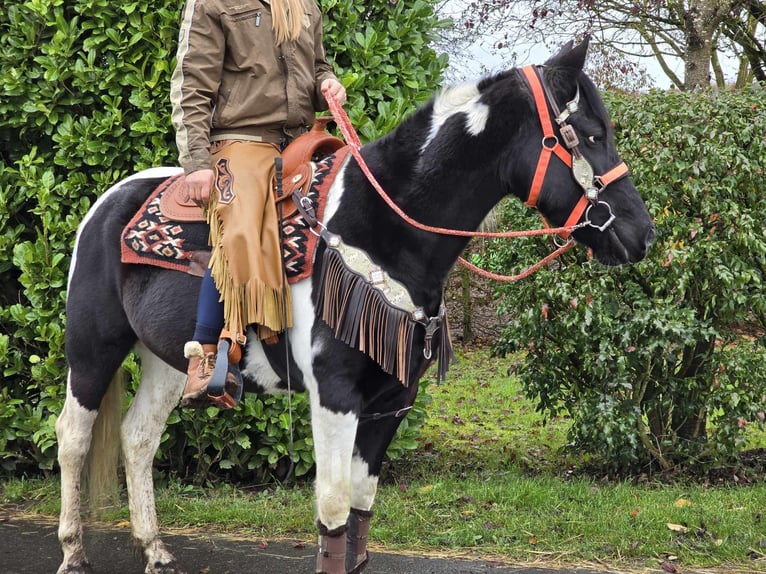 Pintos Merrie 4 Jaar 154 cm Gevlekt-paard in Linkenbach