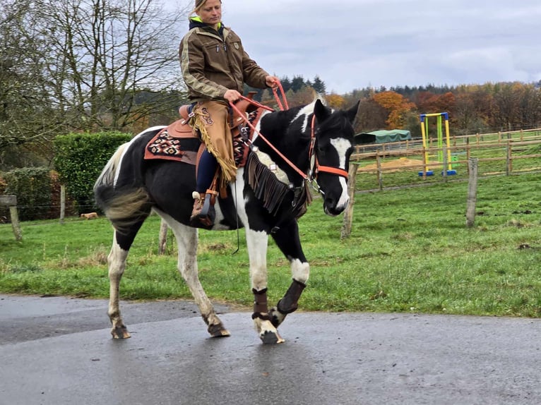 Pintos Merrie 4 Jaar 154 cm Gevlekt-paard in Linkenbach