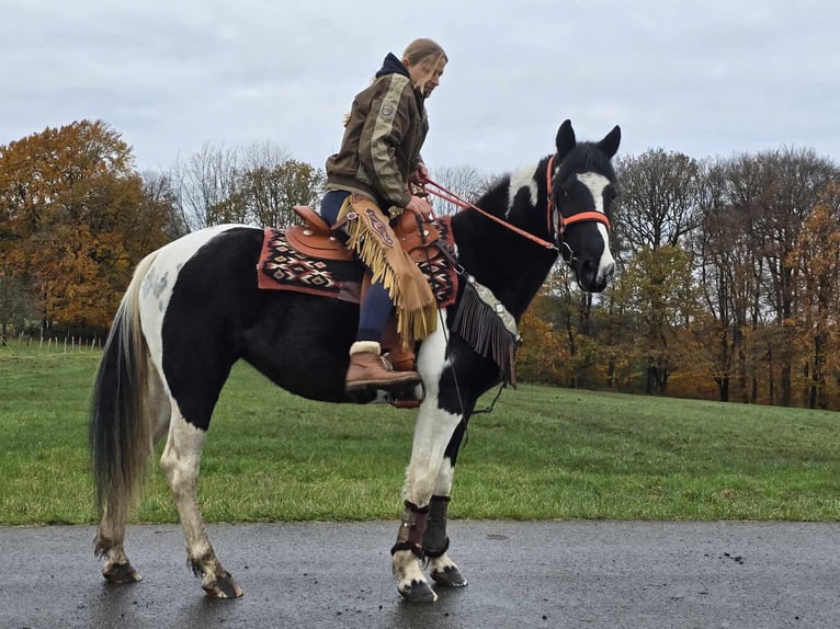 Pintos Merrie 4 Jaar 154 cm Gevlekt-paard in Linkenbach