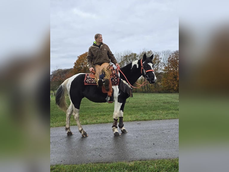 Pintos Merrie 4 Jaar 154 cm Gevlekt-paard in Linkenbach