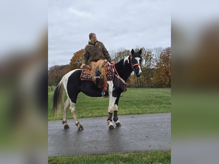 Pintos Merrie 4 Jaar 154 cm Gevlekt-paard in Linkenbach