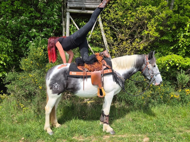 Pintos Merrie 4 Jaar 154 cm  in Linkenbach