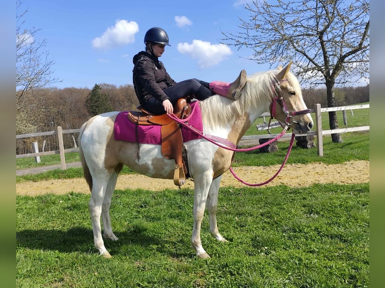 Pintos Merrie 4 Jaar 155 cm Gevlekt-paard in Linkenbach