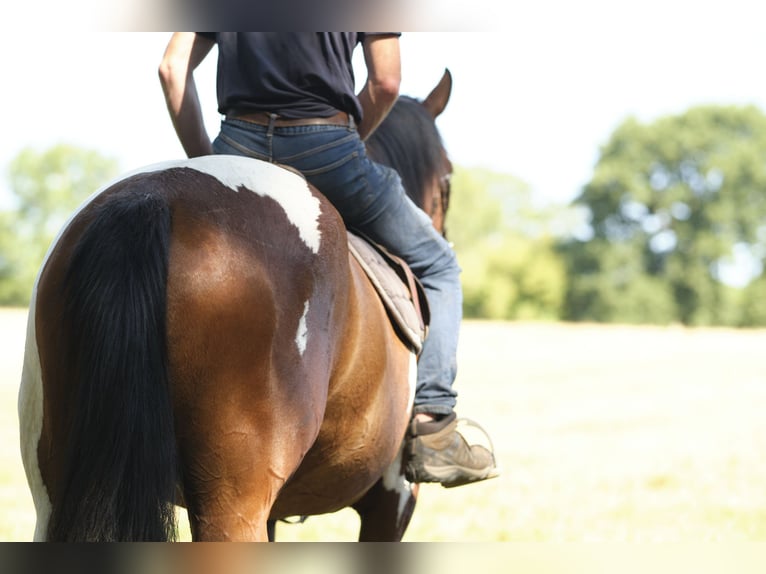 Pintos Merrie 4 Jaar 155 cm Gevlekt-paard in Bréhal