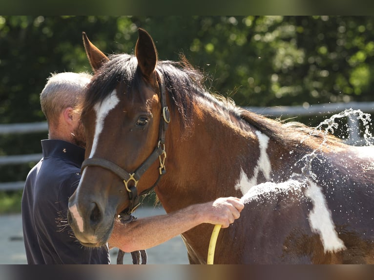 Pintos Merrie 4 Jaar 155 cm Gevlekt-paard in Bréhal