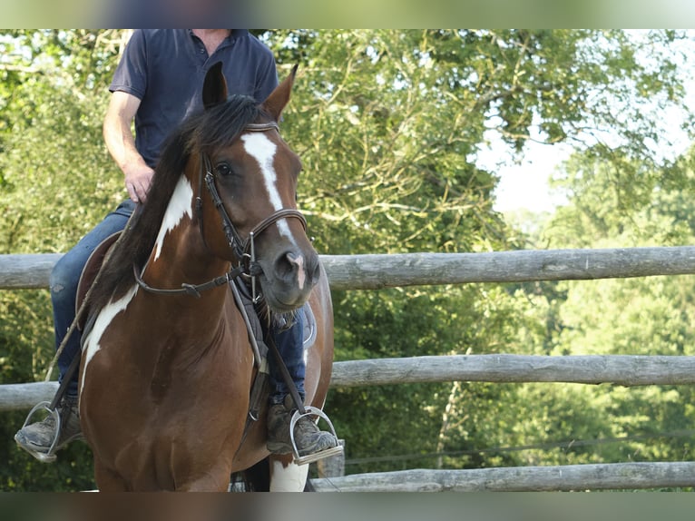 Pintos Merrie 4 Jaar 155 cm Gevlekt-paard in Bréhal