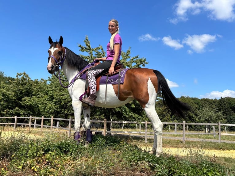 Pintos Merrie 4 Jaar 157 cm Gevlekt-paard in Linkenbach