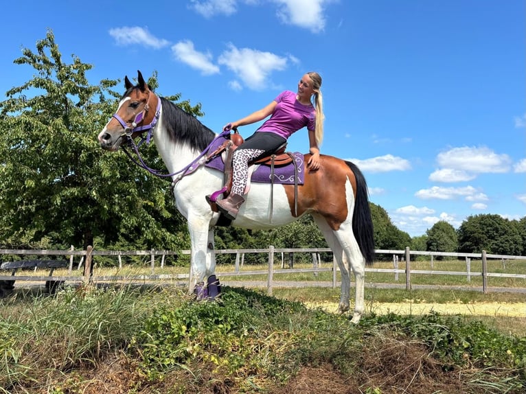 Pintos Merrie 4 Jaar 157 cm Gevlekt-paard in Linkenbach
