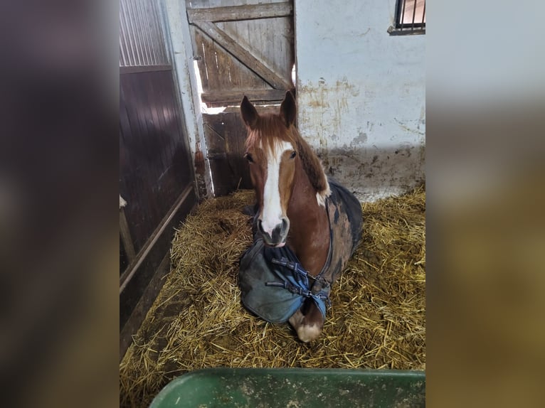 Pintos Merrie 4 Jaar 160 cm Tobiano-alle-kleuren in R&#xFC;dershausen
