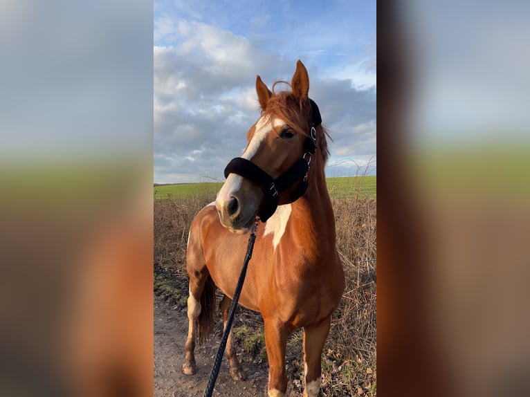 Pintos Merrie 4 Jaar 160 cm Tobiano-alle-kleuren in R&#xFC;dershausen