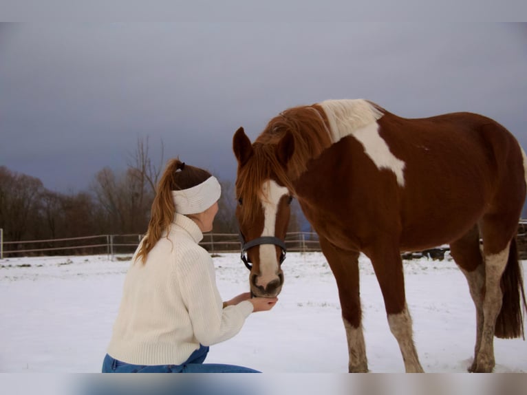 Pintos Merrie 4 Jaar 160 cm Tobiano-alle-kleuren in R&#xFC;dershausen