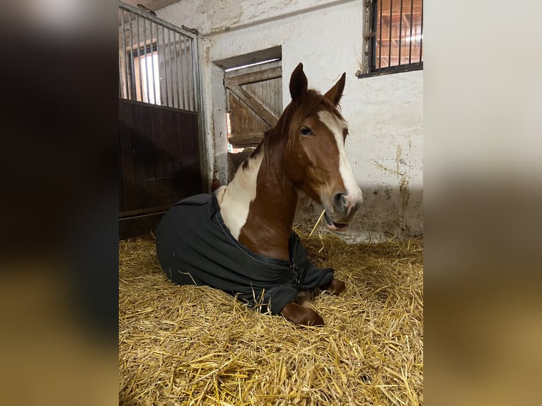 Pintos Merrie 4 Jaar 160 cm Tobiano-alle-kleuren in R&#xFC;dershausen