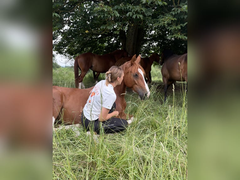 Pintos Merrie 4 Jaar 160 cm Tobiano-alle-kleuren in R&#xFC;dershausen