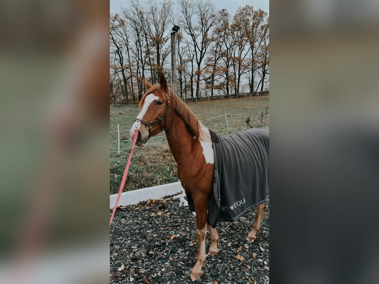 Pintos Merrie 4 Jaar 160 cm Tobiano-alle-kleuren in R&#xFC;dershausen
