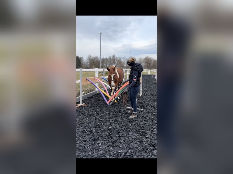 Pintos Merrie 4 Jaar 160 cm Tobiano-alle-kleuren in R&#xFC;dershausen