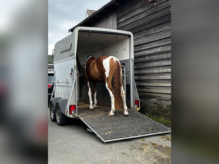 Pintos Merrie 4 Jaar 160 cm Tobiano-alle-kleuren in R&#xFC;dershausen