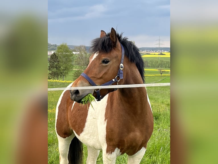 Pintos Merrie 5 Jaar 133 cm Gevlekt-paard in Heuchelheim