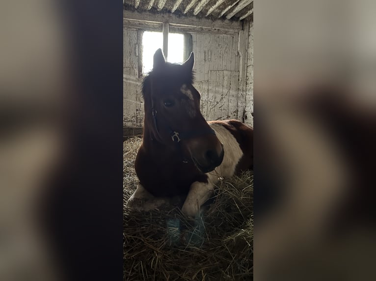 Pintos Merrie 5 Jaar 133 cm Gevlekt-paard in Heuchelheim