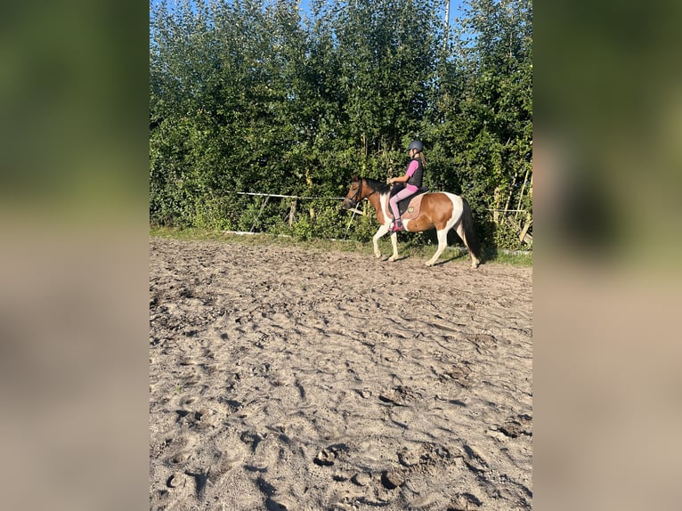 Pintos Merrie 5 Jaar 134 cm Gevlekt-paard in Heuchelheim