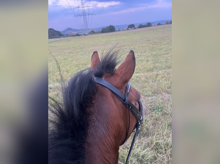 Pintos Merrie 5 Jaar 134 cm Gevlekt-paard in Heuchelheim