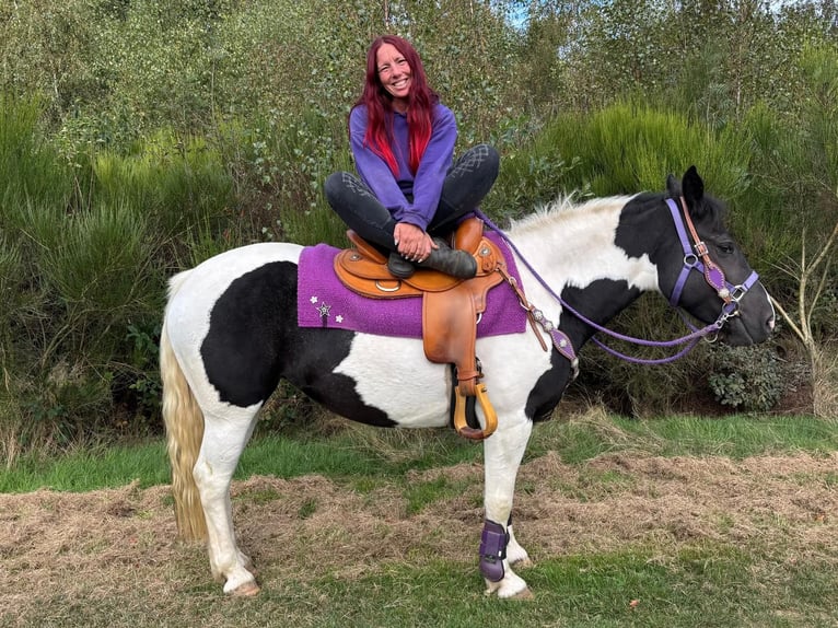 Pintos Merrie 5 Jaar 148 cm Gevlekt-paard in Linkenbach
