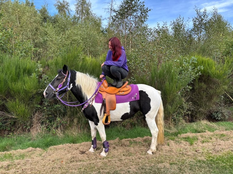Pintos Merrie 5 Jaar 148 cm Gevlekt-paard in Linkenbach