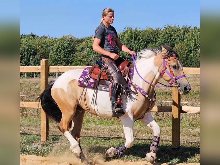 Pintos Merrie 5 Jaar 154 cm Gevlekt-paard in Linkenbach